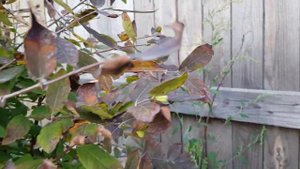 Жимолость зацвела осенью!