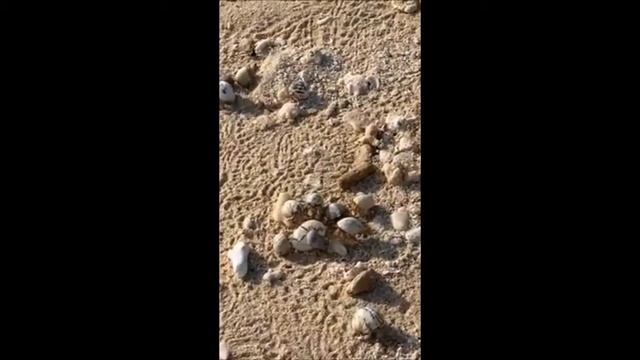 Кто в домике живет? Животный мир Красного моря. Крабы. смотреть онлайн