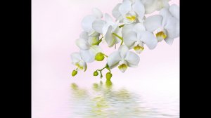 УСТАЛИ ОТ ПРОБЛЕМ ? ВАС ПОДДЕРЖИТ ВАШ ЦВЕТОК- ТАЛИСМАН! ЭТО ВАМ НУЖНО ОБЯЗАТЕЛЬНО