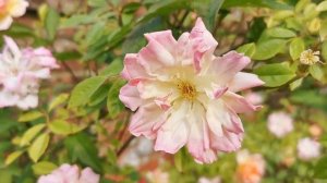 English Rose Garden Phyllis Bide