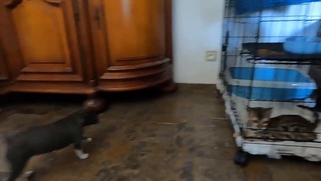 Купили собаку | Мини чихуахуа смотреть онлайн