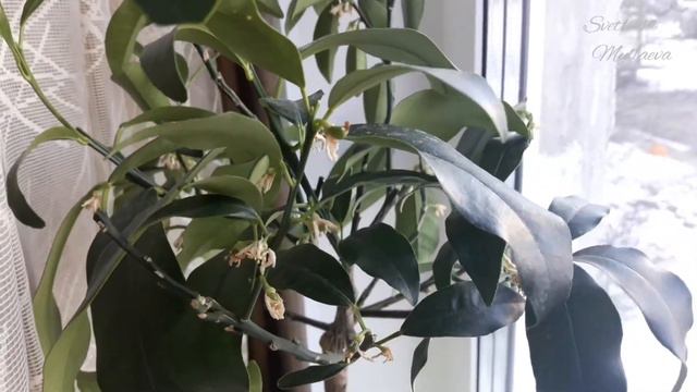 Citrus Kumquat Fortunella margarita/Nagami смотреть онлайн