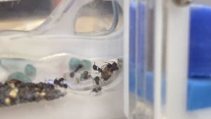 Метаморфоз куколки муравья