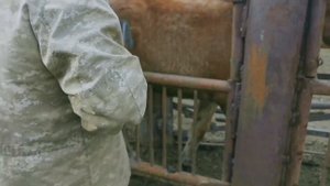 Таврируем лошадей