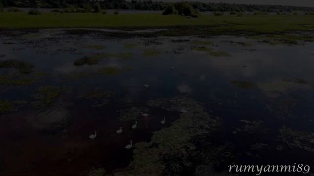 О птичках Аисты, лебеди, утки на р Волхов. Красивая природа смотреть онлайн