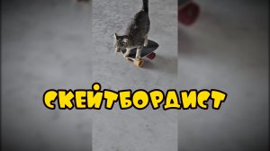 Кот и скейтборд #смешныекоты