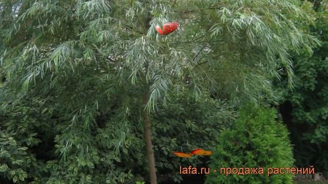 Ива декоративный Шверина (salix schwerina ulutschennaja) ? обзор: как сажать, саженцы ивы Шверина