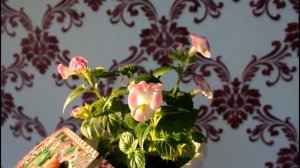 Торения. Цветение торении.__Валентина Земскова.