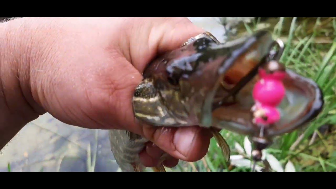 В ЭТОМ ОЗЕРЕ ВАГОН ЩУК!!! ЛОВЛЯ ЩУКИ ЛЕТОМ НА ОЗЕРЕ!!! смотреть онлайн