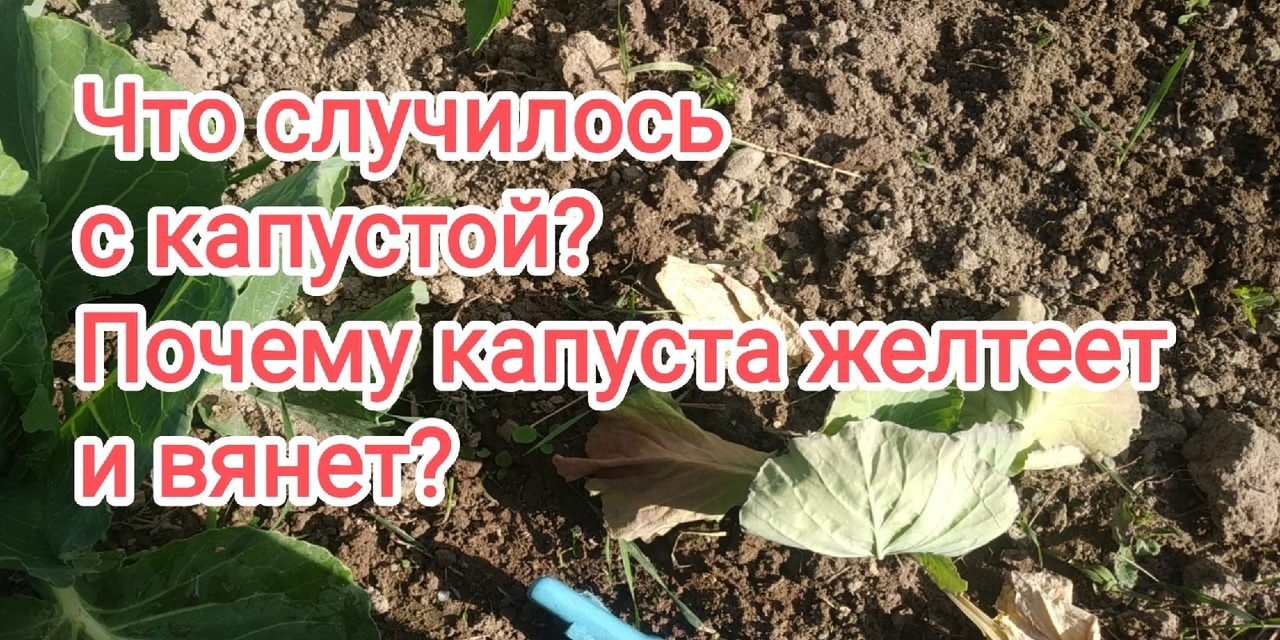 Почему вянут листья капусты?