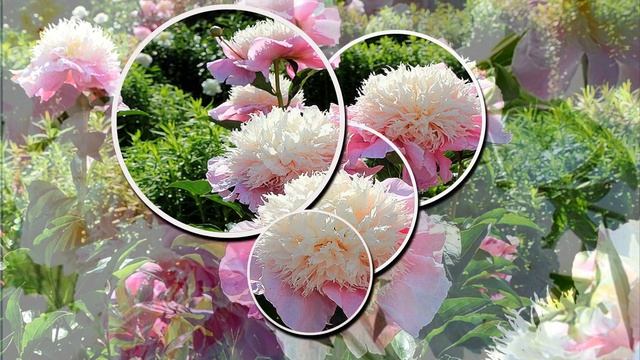 Пионов нежный аромат... смотреть онлайн