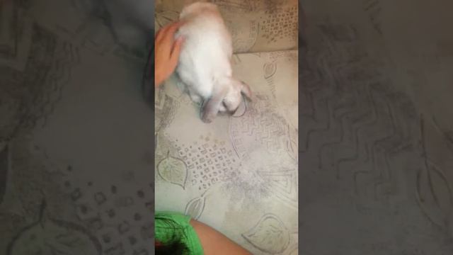 Кролик псих смотреть онлайн