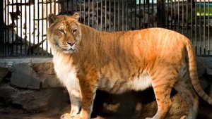 Тигр - интересные факты