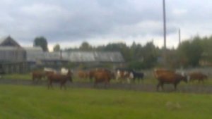 В деревне Пологрудово Омская область Тарский район.