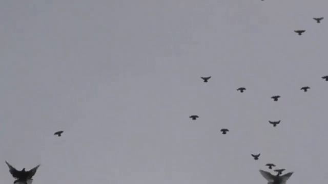 голуби - Гранитно ржавые, чугунные голуби, игровая птица смотреть онлайн