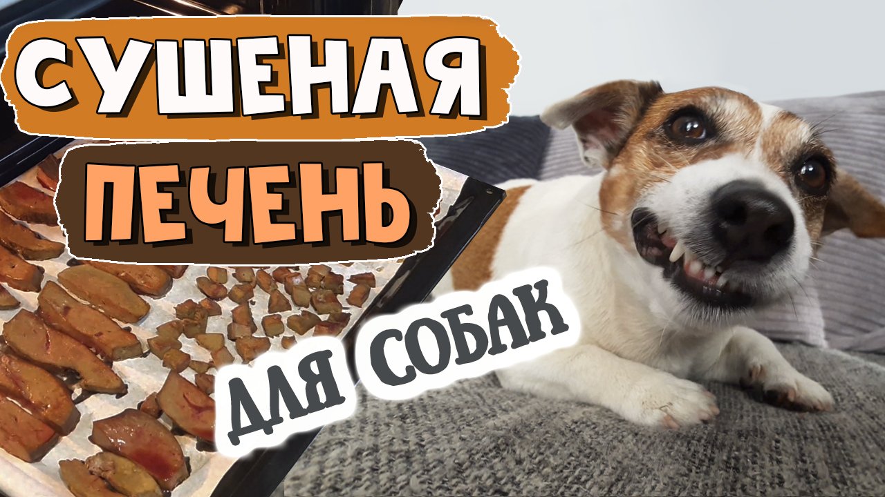 Кормить собаку печенью. Собака нюхнула Кактус. Кот и пес ковров. Как просушить печень в духовке для собак на какой функции.