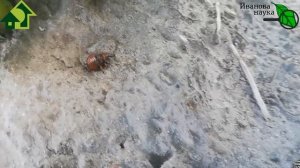 ЗА 30 СЕКУНД ИЗБАВИТЬСЯ ОТ КОЛОРАДСКОГО ЖУКА И МЕДВЕДКИ. Как? ОЧЕНЬ ПРОСТО! Но...