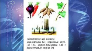 Биология 7 кл Пасечник $21 Видоизменения корней
