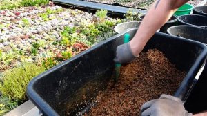 Готовим грунт для Крассулы оваты Толстянки Денежного дерева своими руками (Crassula ovata)