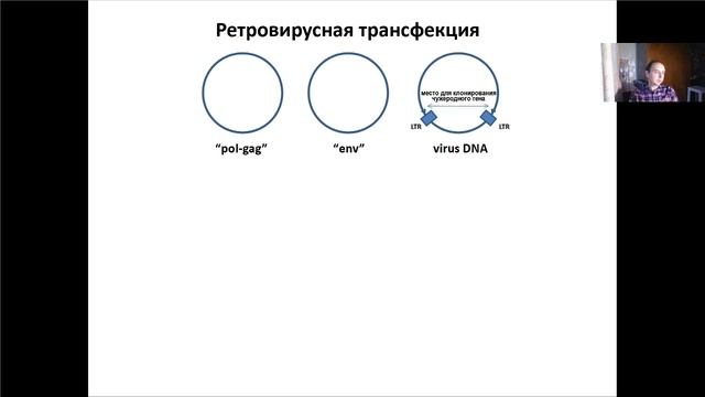 Основы молекулярной и клеточной биологии, Лекция 15, Генетически модифицированные вирусы