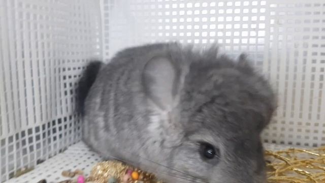 Шиншиллы! Звук тревоги! Какой звук издаёт Шиншилла, когда боится!