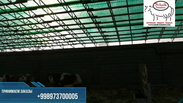 Первая поставка симментальский #скот из Австрии в #Киргизию. смотреть онлайн