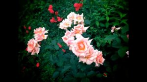 ✿➽ Роза Compassion (Belle de Londres) Первое цветение 2016