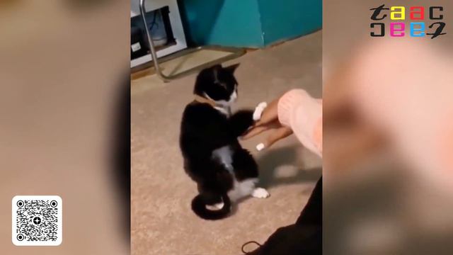 СМЕШНЫЕ КОШКИ КОТЫ 2023 И ДРУГИЕ ЖИВОТНЫЕ. 300 СЕКУНД СМЕХА. СМЕШНЫЕ ЖИВОТНЫЕ 2023 ЛУЧШИЕ ПРИКОЛЫ.