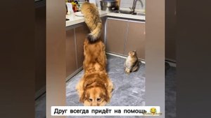 Друг всегда придёт на помощь