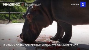 В Крыму появился первый и единственный бегемот