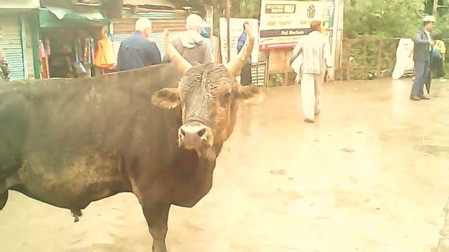 Индийский бык - корова смотреть онлайн