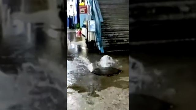 В помещении рынка Ополье города Владимира вода вышибает канализационный люк