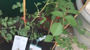 Гортензия Скайфолл, выращивание в кашпо. Hydrangea paniculata Skyfall / Frenne