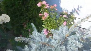 Летний сад: розы, спирея, лаванда. Summer garden: roses, spirea, lavender.