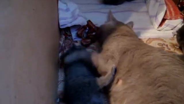 Британские плюшевые котята д.р. 20.12.2009