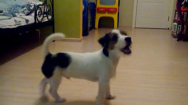 Смешная собака и бедный мяч смотреть онлайн