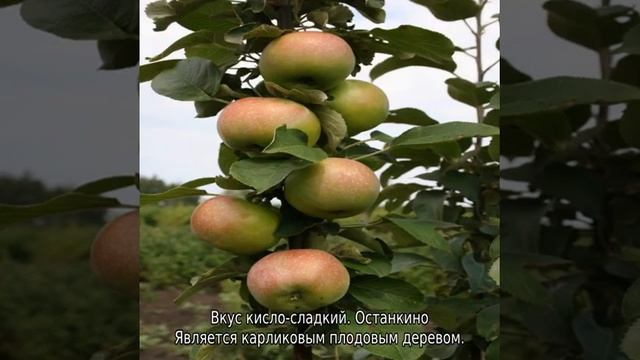 Колоновидная яблоня для Ленинградской области