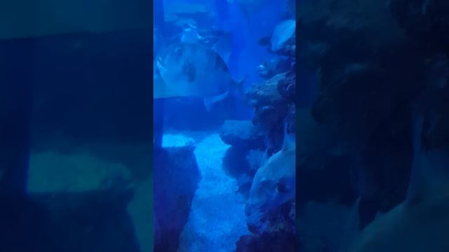 58 triggerfish Palma Aquarium 2022