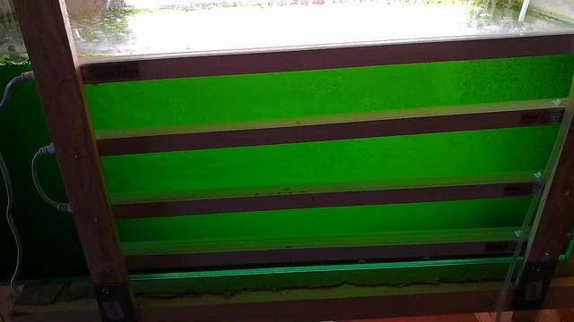 Выращивание хлореллы. Фотобиореактор. Photobioreactor. Chlorella