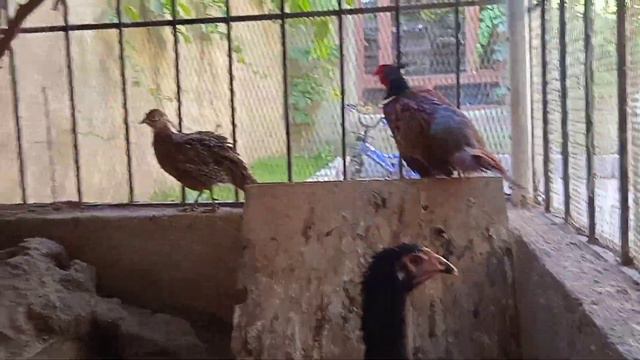 Новый житель самка фазана #фазаны #фазан #pheasant #pheasanthunting #قرقاول смотреть онлайн