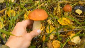 За Грибами на МОТОЦИКЛЕ в Осенний Лес.