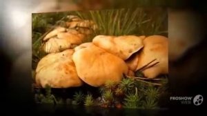 Грибы Козлята Suillus Bovinus mushroom