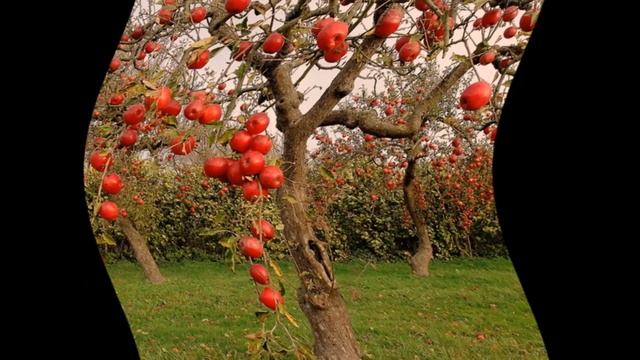 Как поливать деревья смотреть онлайн