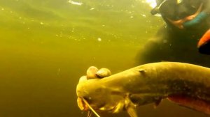 Сом нападает!! Поймал сомика руками!