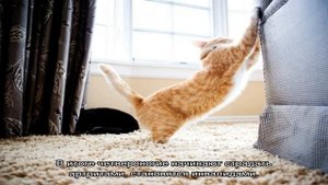 Накладки на когти для кошек: описание и применение