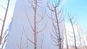 Когда и под каким углом делать обрезку веток у яблони? Канада