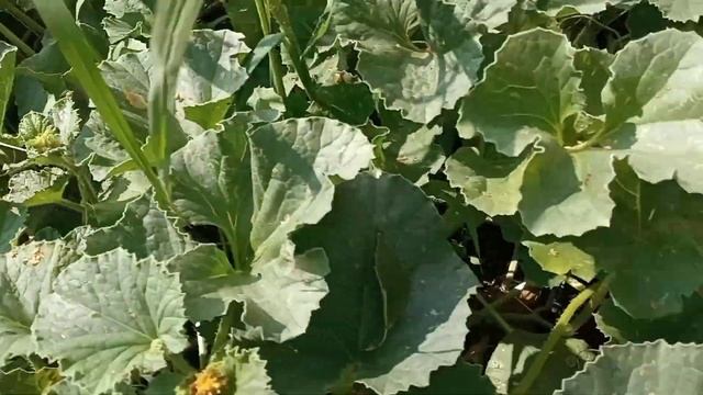 Арбузы и дыни в средней полосе России смотреть онлайн