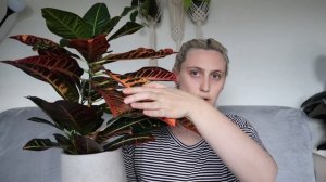 CROTON CARE | Codiaeum Variegatum Care Tips & Tricks