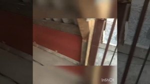 Курятник за один день