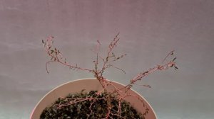 Триптомена розовая 8